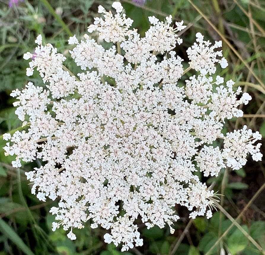 Queen Anne's Lace Daucus carota Flower Seeds for Planting in Flower Bed and Garden