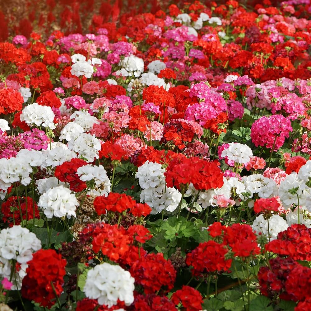 Mixed-Leaf Geranium Heirloom Non-GMO Planting Seeds for planting in your garden.