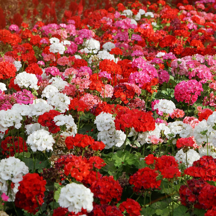 Mixed Geraniums Heirloom Non-GMO Seeds for Planting