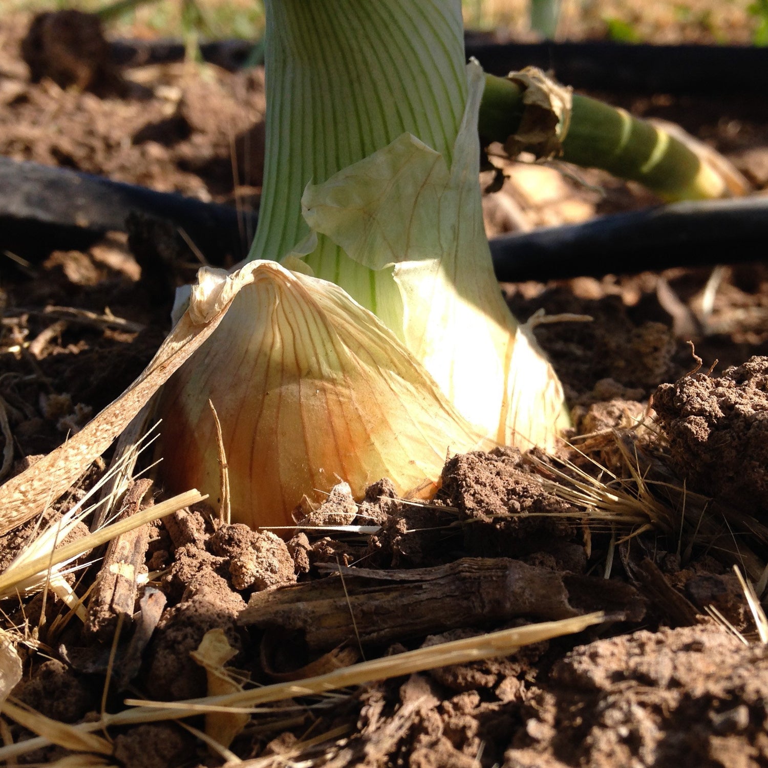 Onion Allium Cepa Texas 1015Y Sweet Vegetable Seeds for Planting – Great for Home Garden and Mild Cooking Use