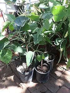 Ficus Religiosa Plant Ficus religiosa Seeds for Planting in Home Garden and Flower Bed