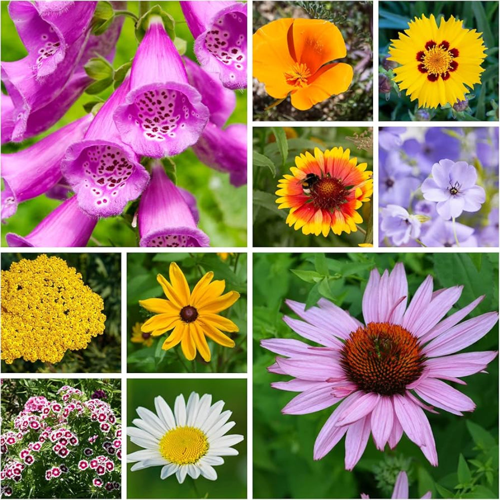 Annual & Perennial Wildflower Mix Seeds – Non-GMO Heirloom Bulk Flower Seeds for Planting