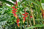 Heliconia Rostrata Planting Seeds - Non-GMO, Heirloom for planting in home garden
