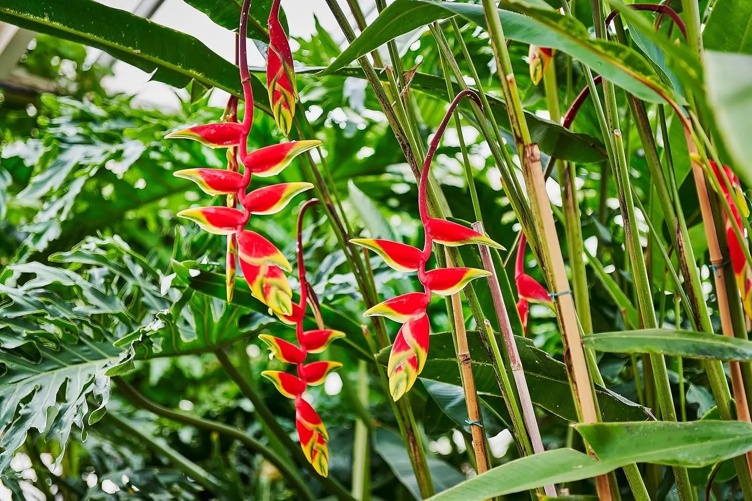 Heliconia Rostrata Planting Seeds - Non-GMO, Heirloom for planting in home garden