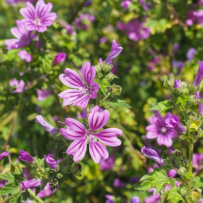 Mallow Malva sylvestris Zebrina Flowering Seeds For Planting in backyard garden or wildflower beds