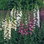Foxglove Digitalis purpurea for planting in flower bed