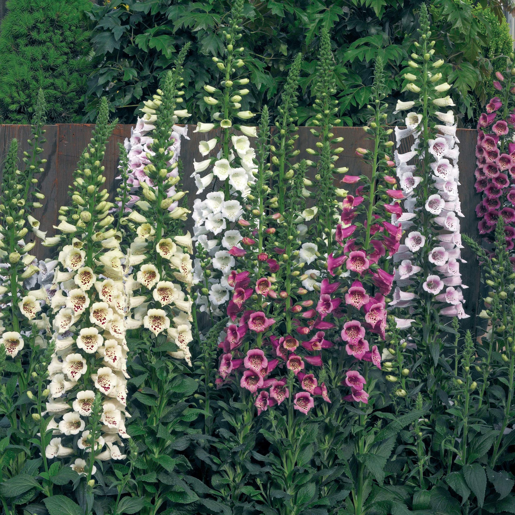 Foxglove Digitalis purpurea for planting in flower bed