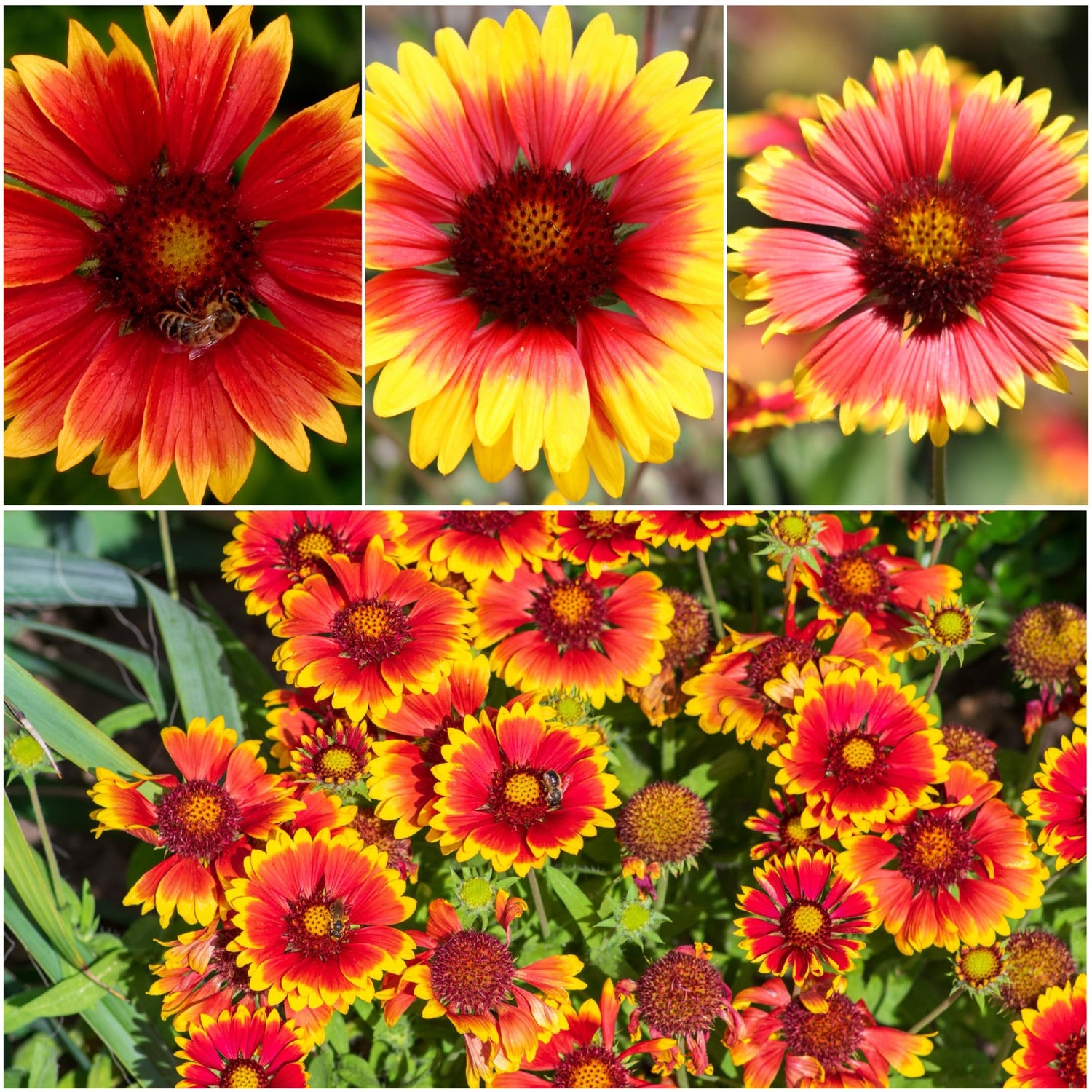 BLANKET FLOWER Mix Annual & Perennial Hummingbirds Butterflies Non-GMO – Heirloom