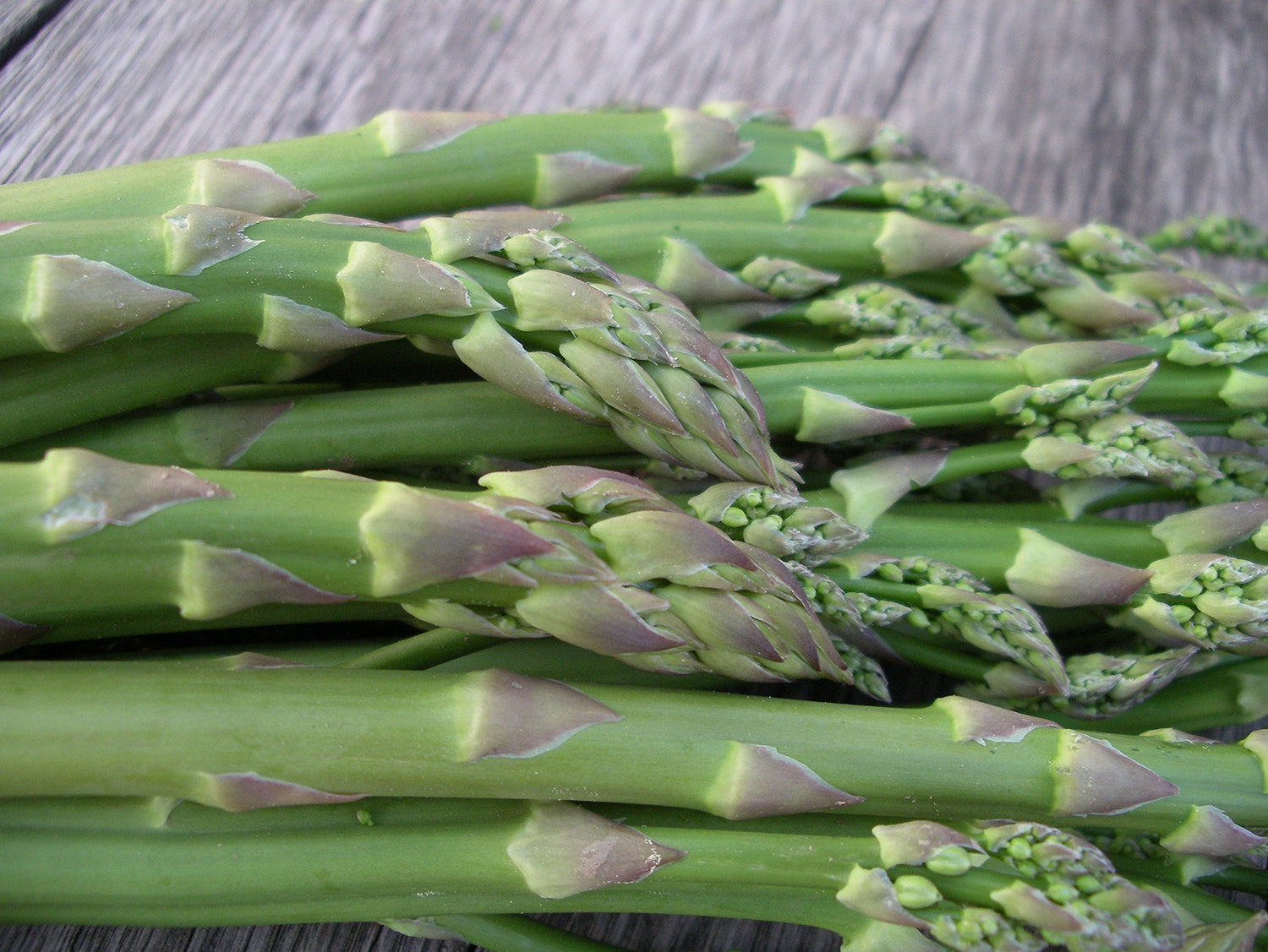 Asparagus Asparagus Officinalis Green Vegetable Seeds for Planting – Heirloom Variety for Kitchen Garden and Raised Beds