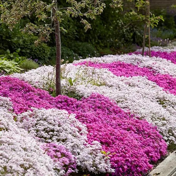 Organic Mix Creeping Phlox Flower Seeds for Planting – Heirloom, Non-GMO Dhara Seeds