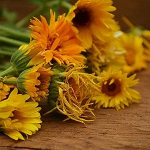 Calendula Calendula officinalis Pacific Mix Flowering Seeds For Planting in home garden or borders