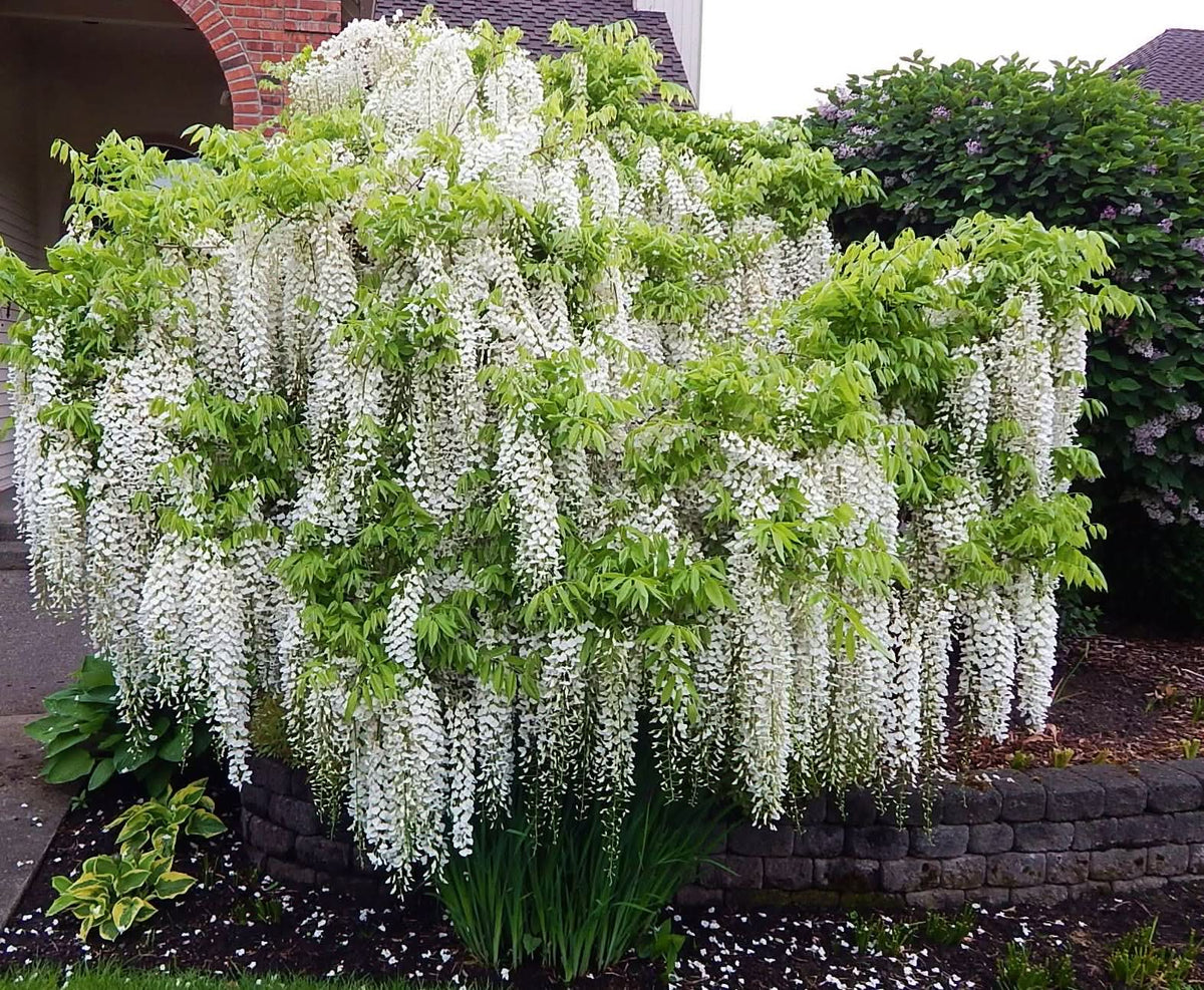 Chinese White Wisteria Wisteria sinensis flowering tree seeds for backyard garden planting