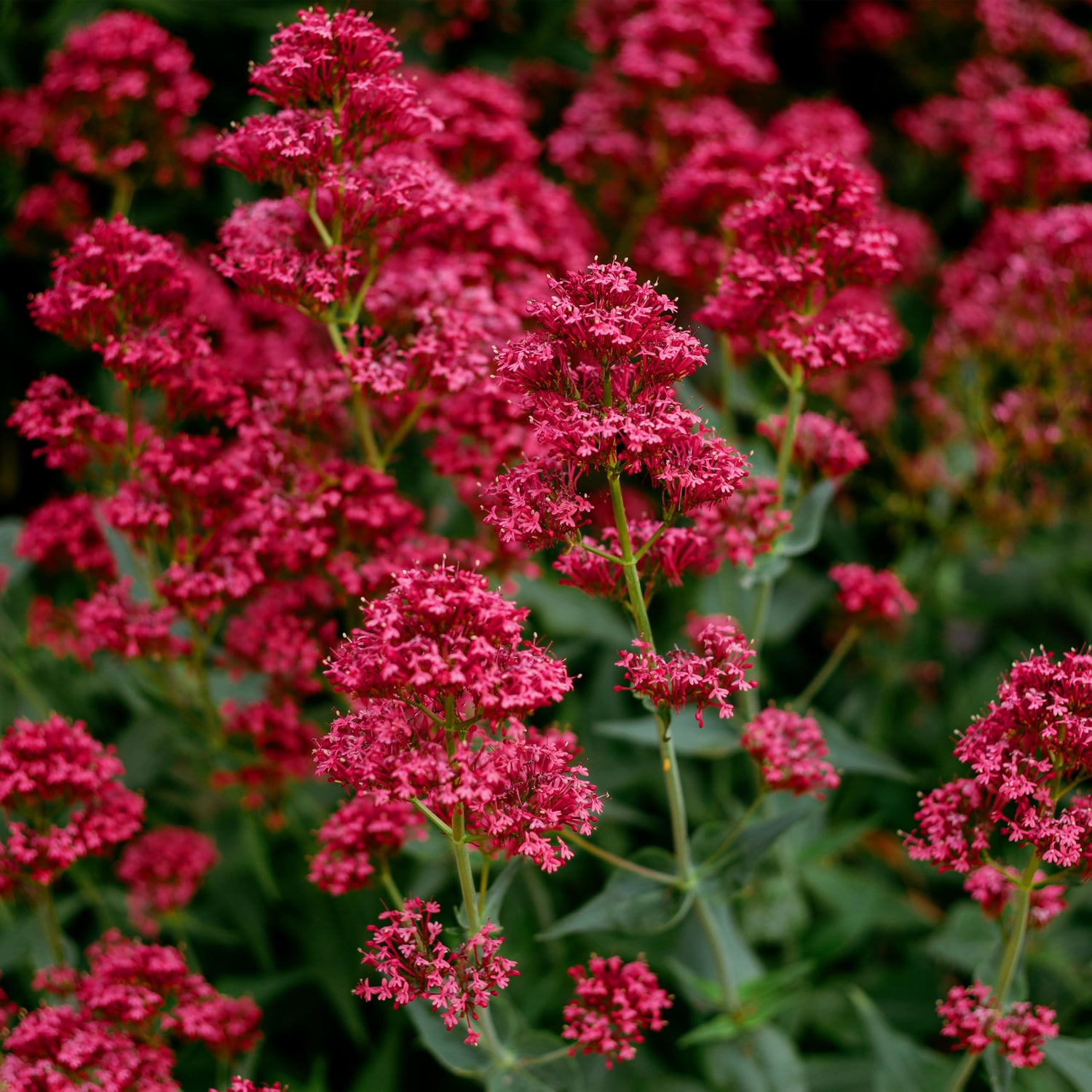 Red Jupiter Flower Seeds for Planting - 100 pcs