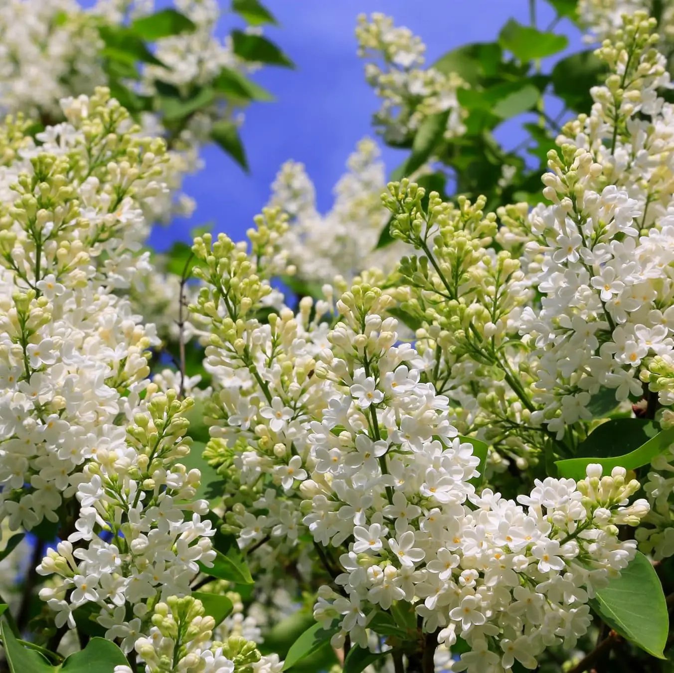 White Japanese Lilac Seeds for Planting – Non-GMO Heirloom Garden Seeds for planting in home garden