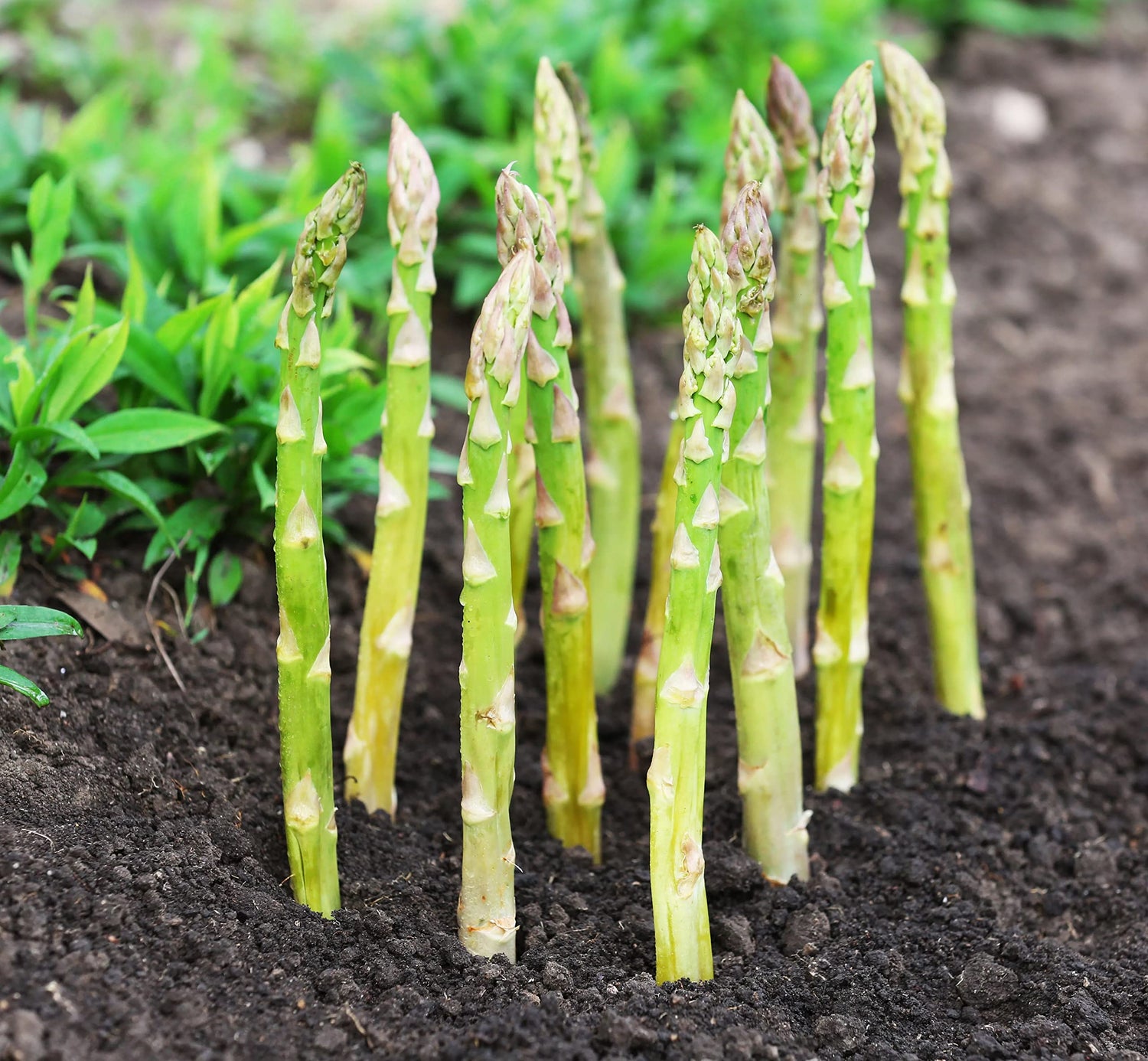 Asparagus Asparagus officinalis vegetable seeds for planting in home garden and raised beds