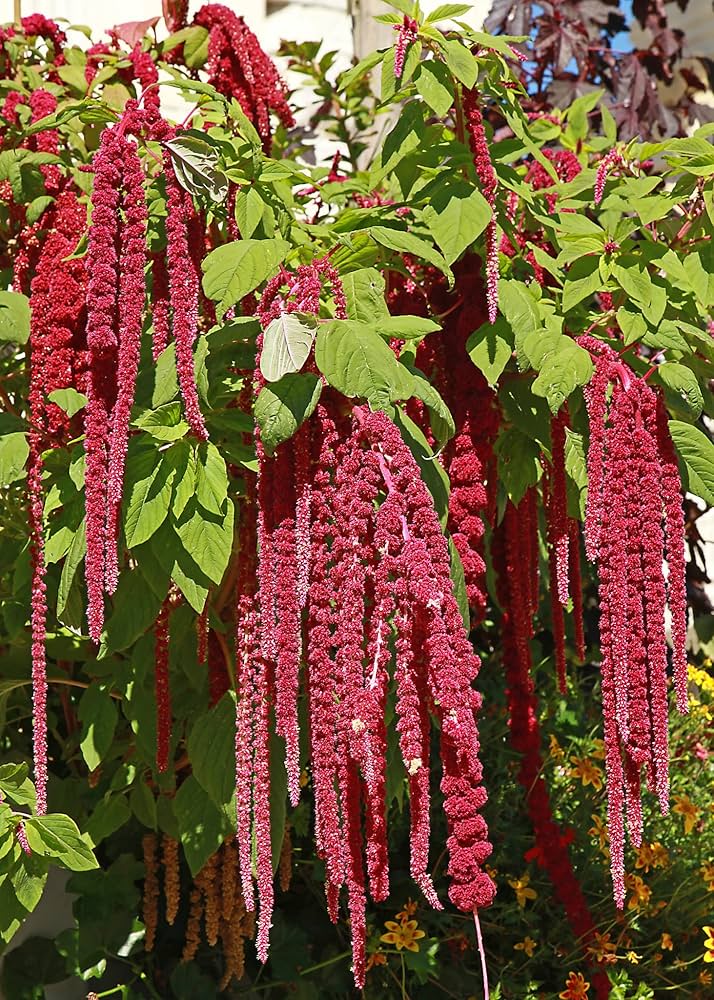 Amaranthus Hypochondriacus Seeds for Planting for Flower Bed and Urban Garden