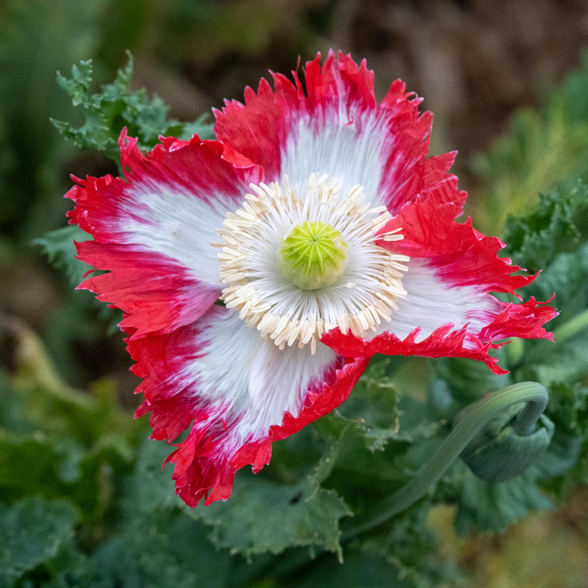 Danish Flag Stratified Poppy Seeds Papavaer Somniferum Seeds For Planting – Heirloom, Non-GMO, High Germination Organic Garden Seeds