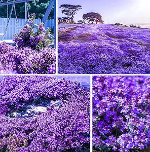 Creeping Thyme Thymus serpyllum for planting in herb garden