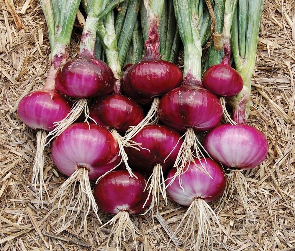 Red Creole onion seeds spicy red flesh
