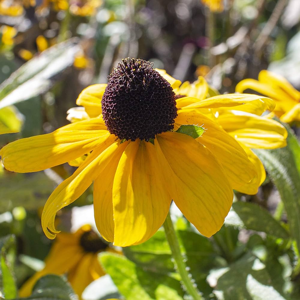 Black Eyed Susan Rudbeckia Hirta Flower Seeds for Planting