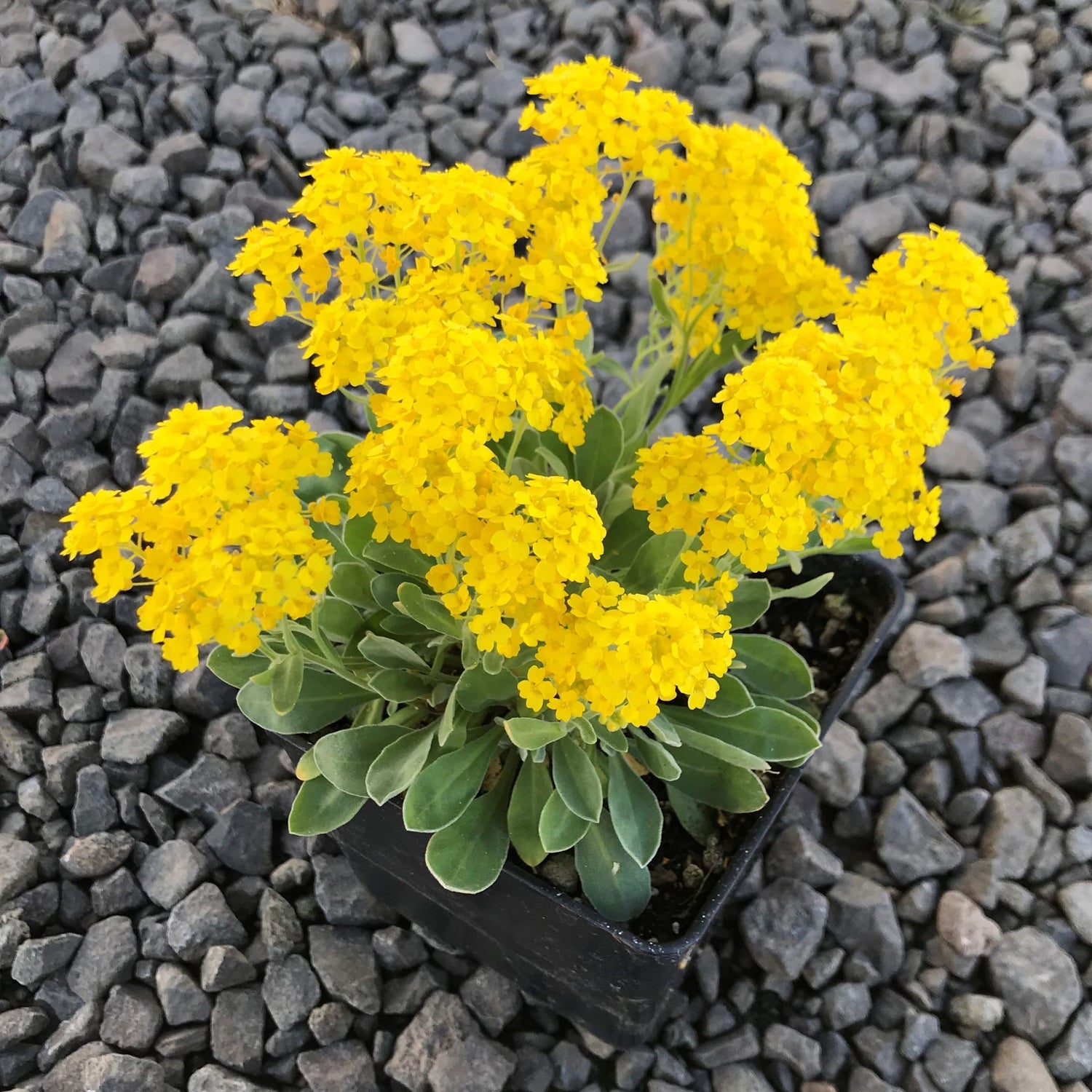 Basket of Gold Seeds Aurinia saxatilis Seeds for Planting in Flower Bed