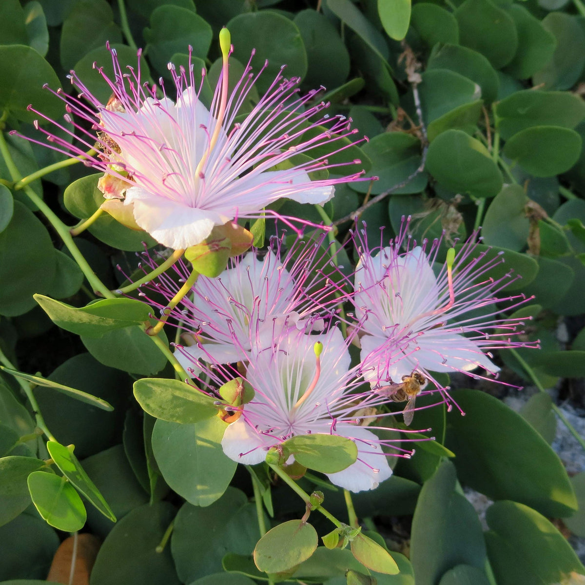 Caper Flower Seeds for Planting - 100 pcs for planting in your garden.