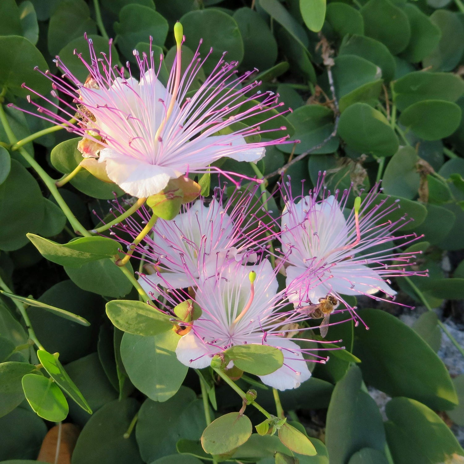 Caper Flower Seeds for Planting - 100 pcs for planting in your garden.