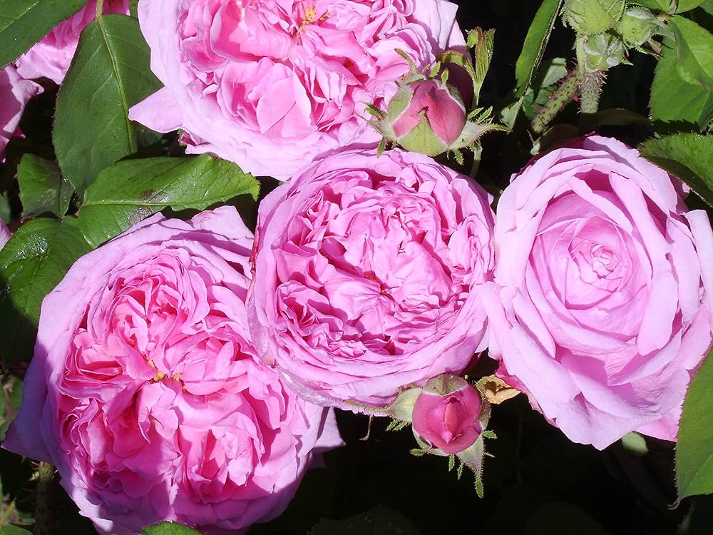 Charles de Mills Rose Seeds for Planting Rosa gallica for flower beds and heritage gardens