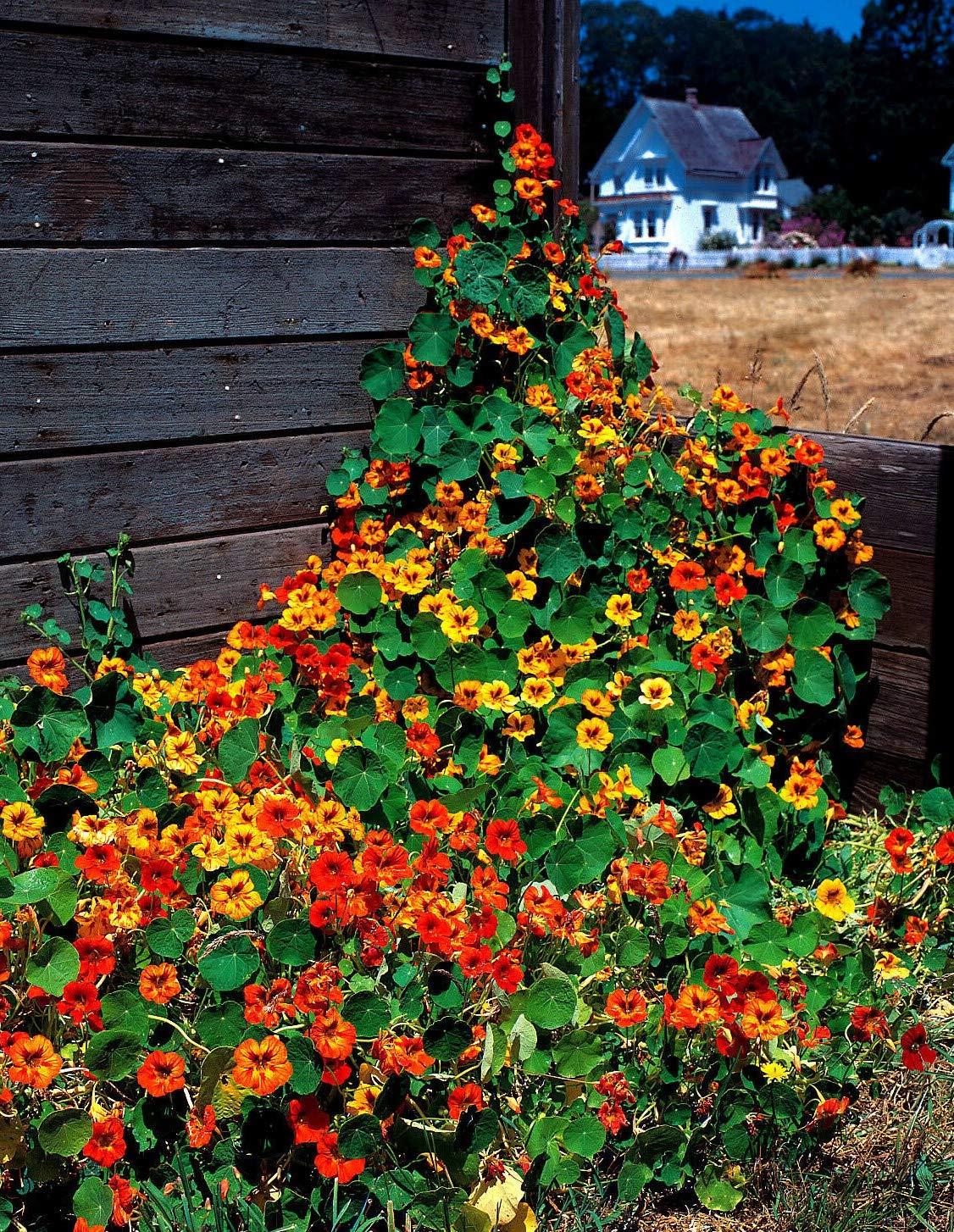 Tall Rollier Mix Nasturtium Flowers Seeds with Bold Color for Culinary Gardens