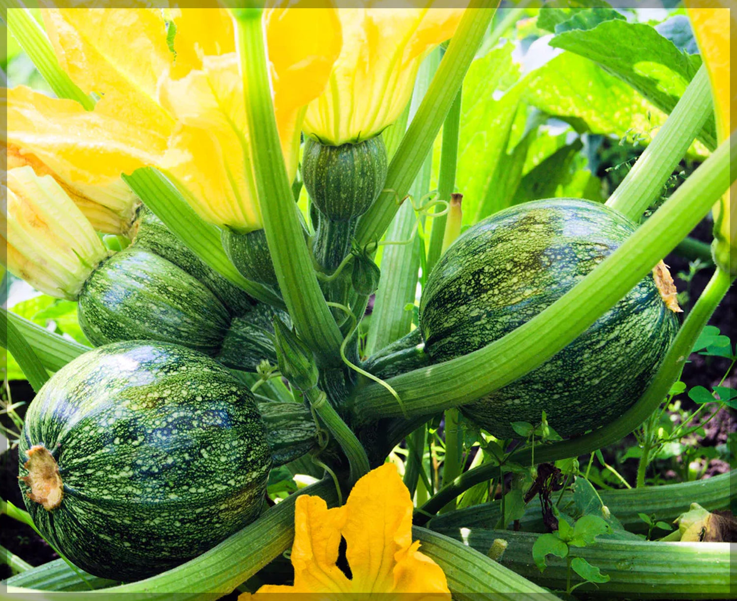 Dark green zucchini squash seeds