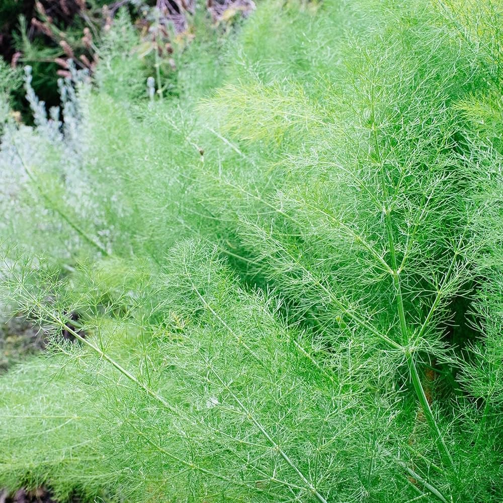 Fennel Seeds - Smokey Bronze