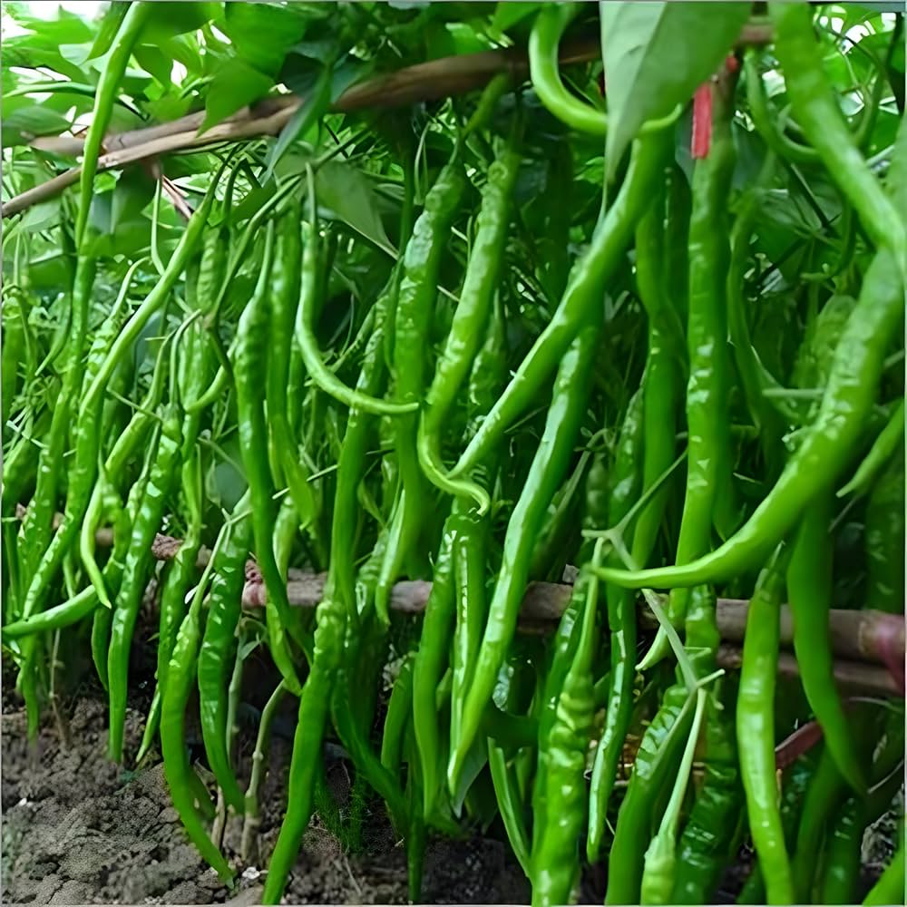 Pepper Capsicum Annuum Giant Spicy Chili Vegetable Seeds for Planting – Vegetable Seeds for Backyard Gardening and Culinary Use