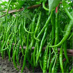 Chili pepper Capsicum annuum vegetable seeds
