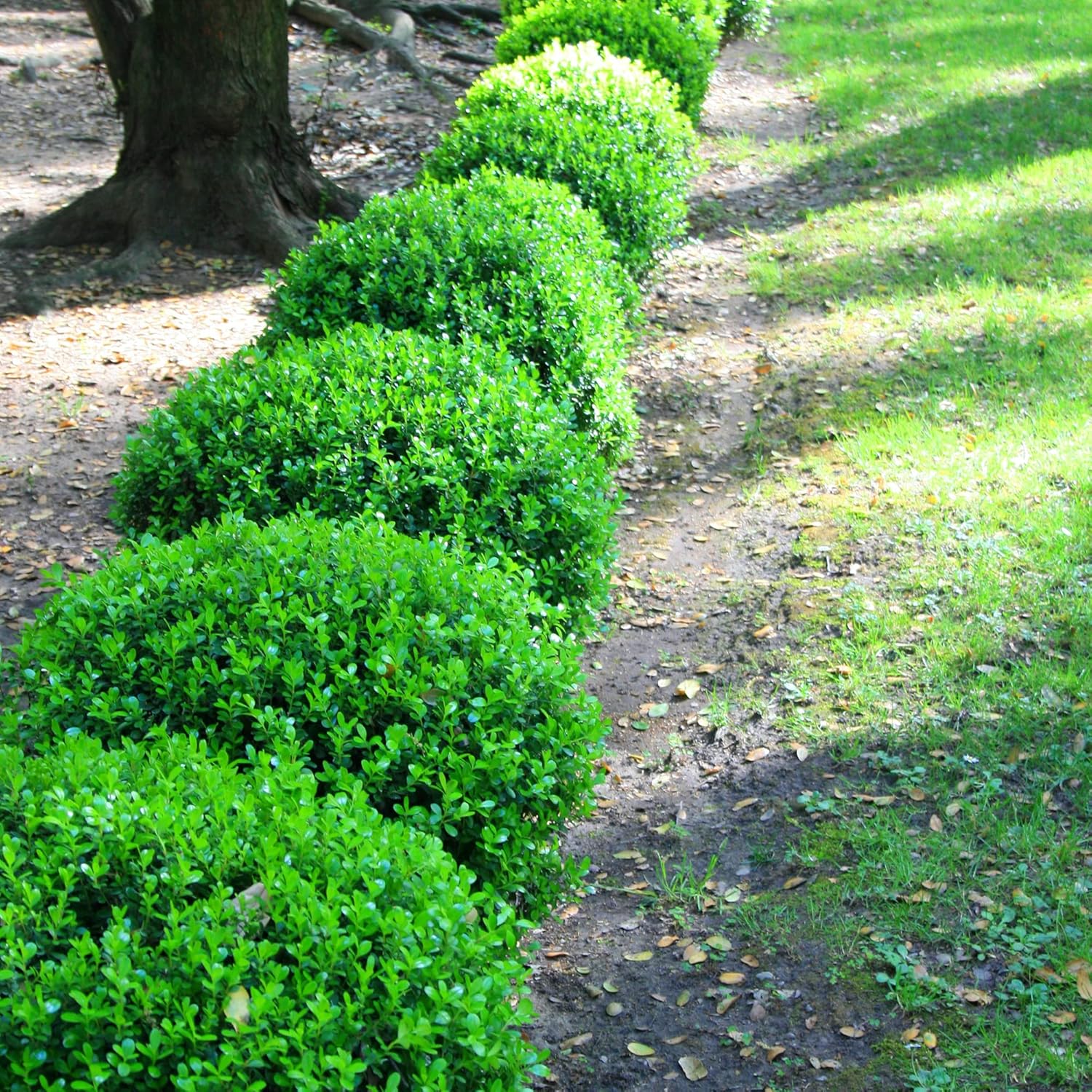 Japanese Boxwood Seeds