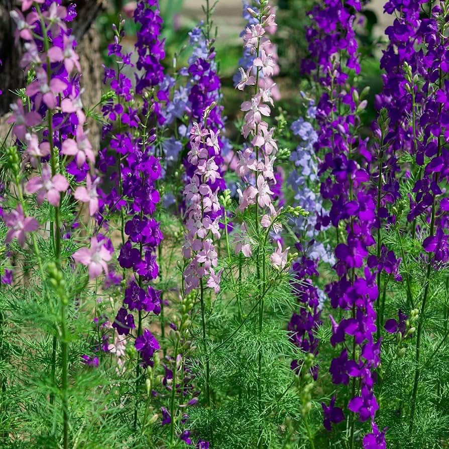 Rocket Delphinium elatum Flower Seeds for Planting in backyard gardens
