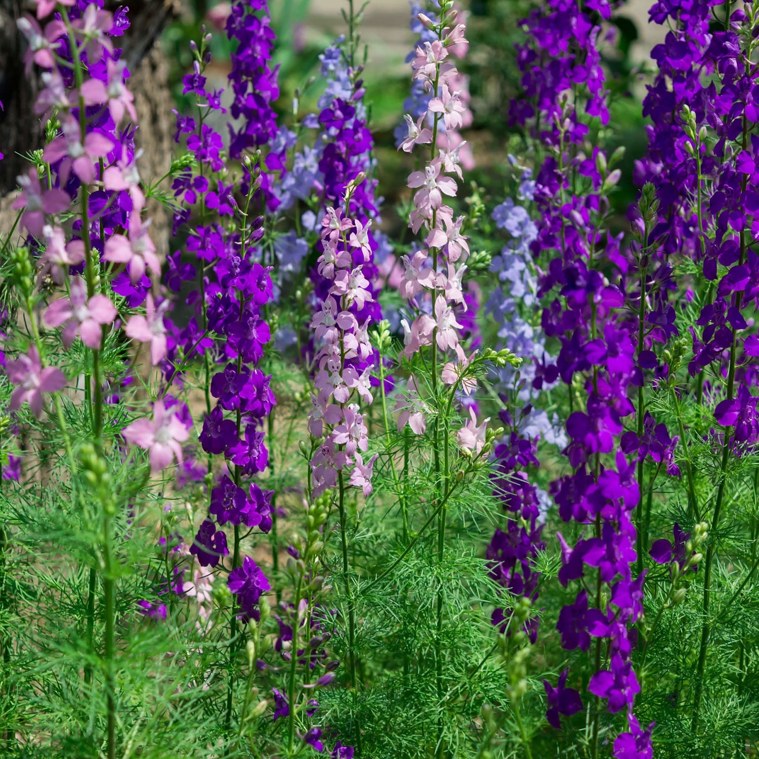 Rocket Delphinium Elatum Flowering Plant Seeds for home garden borders