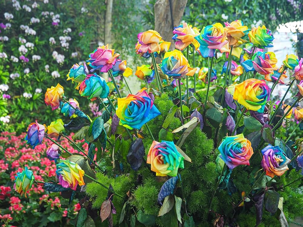 Rainbow Rose Rosa hybrida Greenery Flower Seeds for vertical garden and outdoor pots