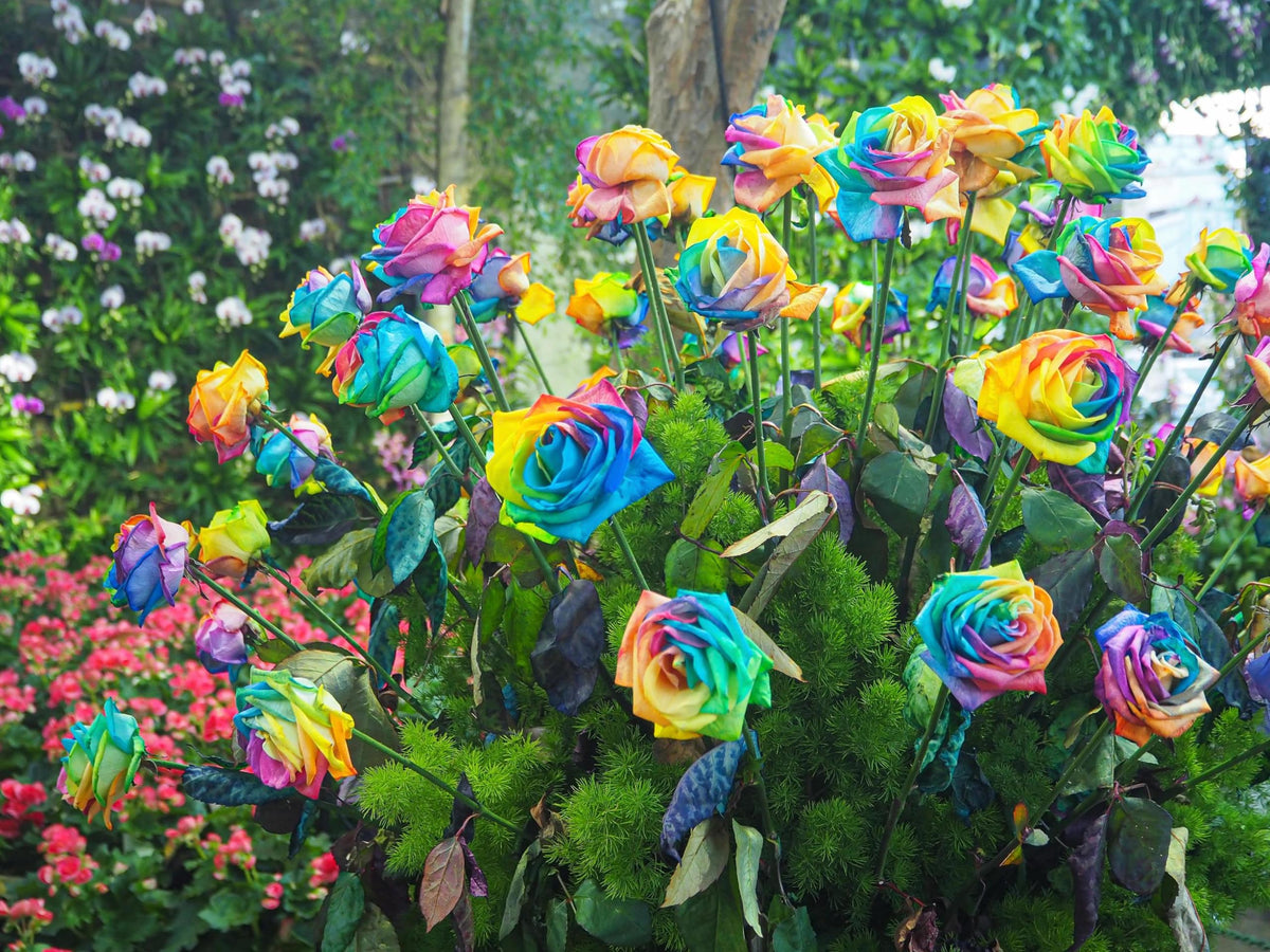 Holland Rainbow Rose Flower Seeds for Planting