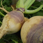  heirloom-non-gmo-american-purple-top-rutabaga-seeds


