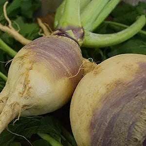  mature American Purple Top Rutabaga roots with purple shoulders and yellow skin

