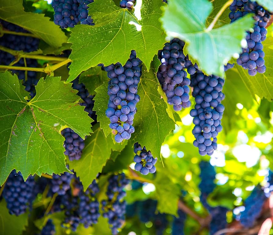 Grape Fruit Deep Blue Seeds for Planting for Backyard and Patio Gardens