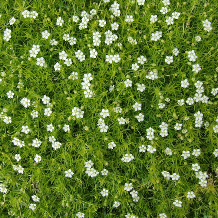 White Sagina Subulata Flower Seeds for Planting, 100