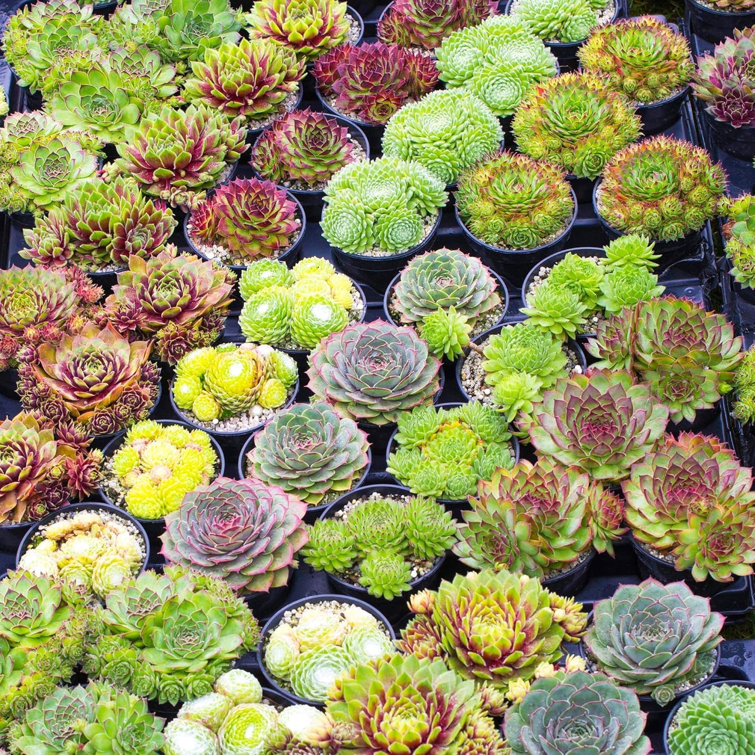 Green Sempervivum Heirloom Non Gmo Image