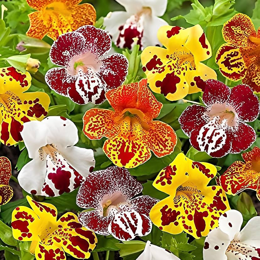 Mixed Mimulus Seeds for Planting – Organic, Heirloom, Non-GMO Flower Seeds