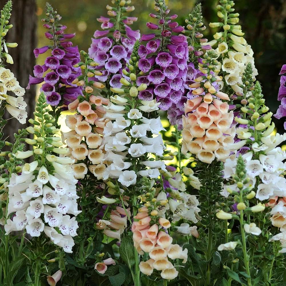 Foxglove Digitalis Purpurea Flower Seeds for Planting in home garden beds and pollinator-friendly spaces