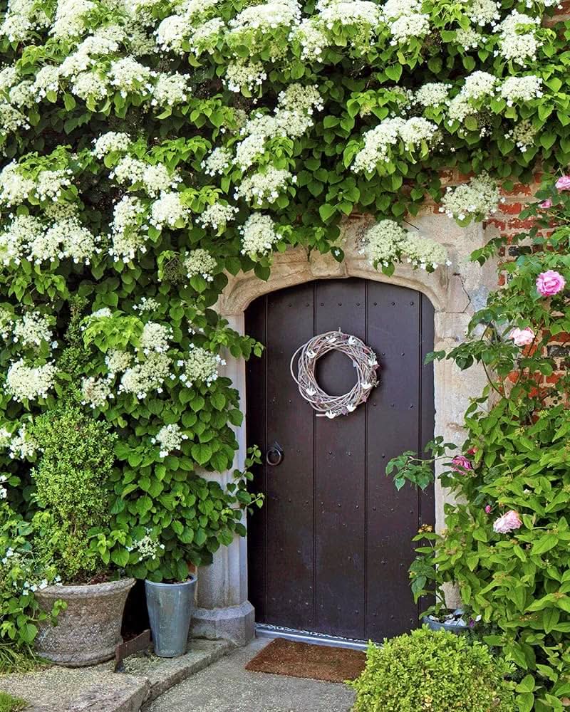 Climbing Hydrangea Anomala Flower Seeds for backyard gardening and vertical garden planting