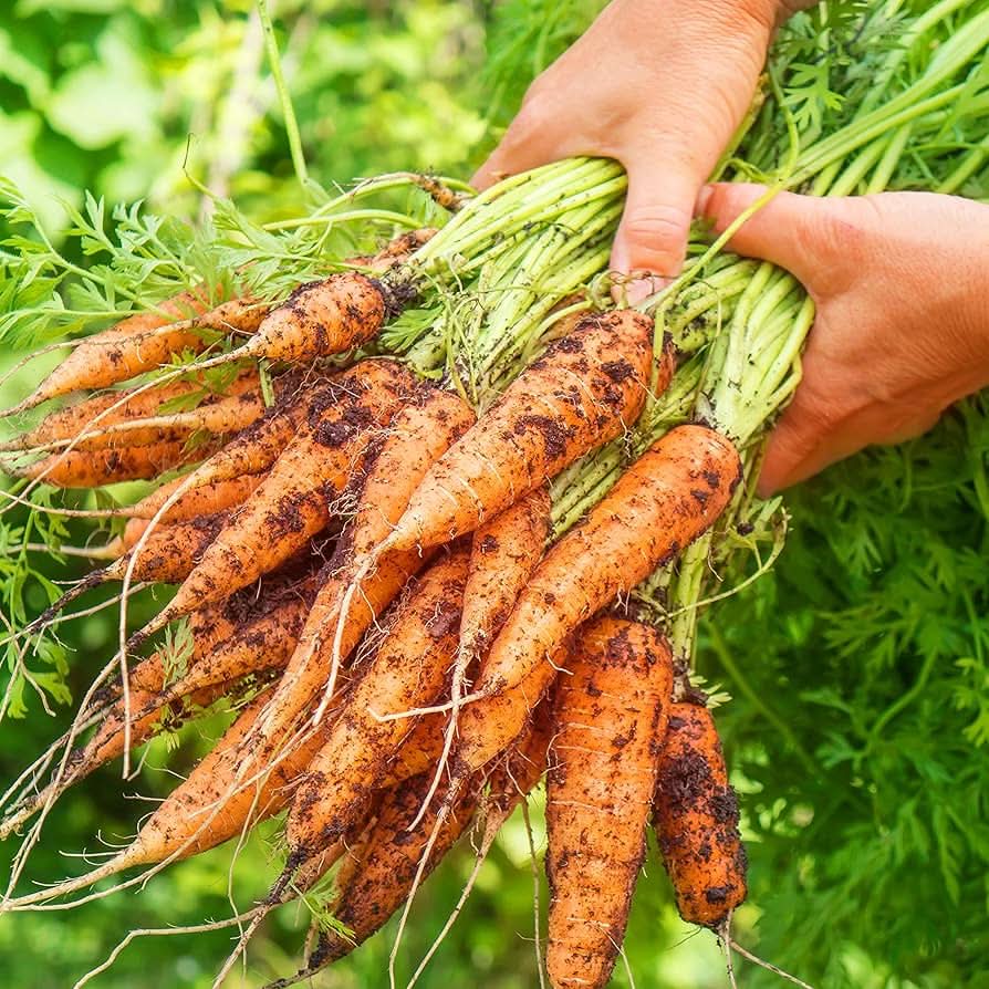 Scarlet Nantes Carrot Seeds