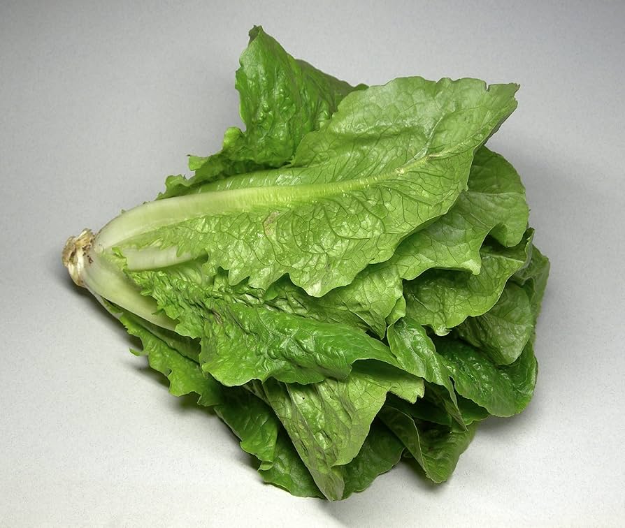 Lettuce Lactuca Sativa Spicy Cream Leafy Vegetable Seeds for Planting – Suitable for Urban Gardening and Fresh Harvests