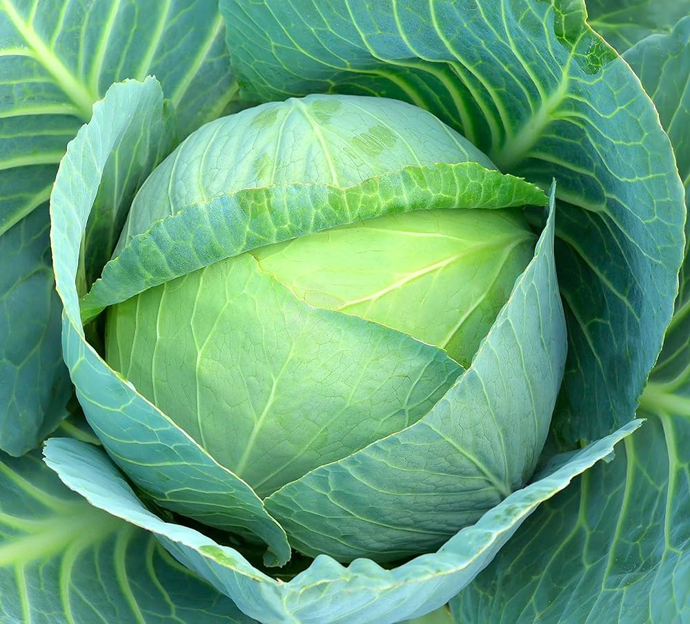 Tropic Giant Hybrid Cabbage Seeds | Huge Tropical-Heat Tolerant Cabbage Heads – Heirloom, Non-GMO, High Germination Organic Garden Seeds