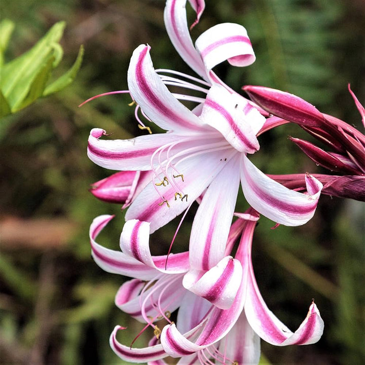 Mixed Crinum Flower Seeds for Planting 100